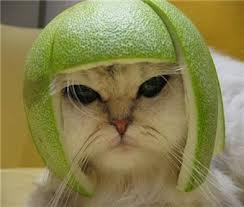 Beautiful! Cat-with-apple-on-head